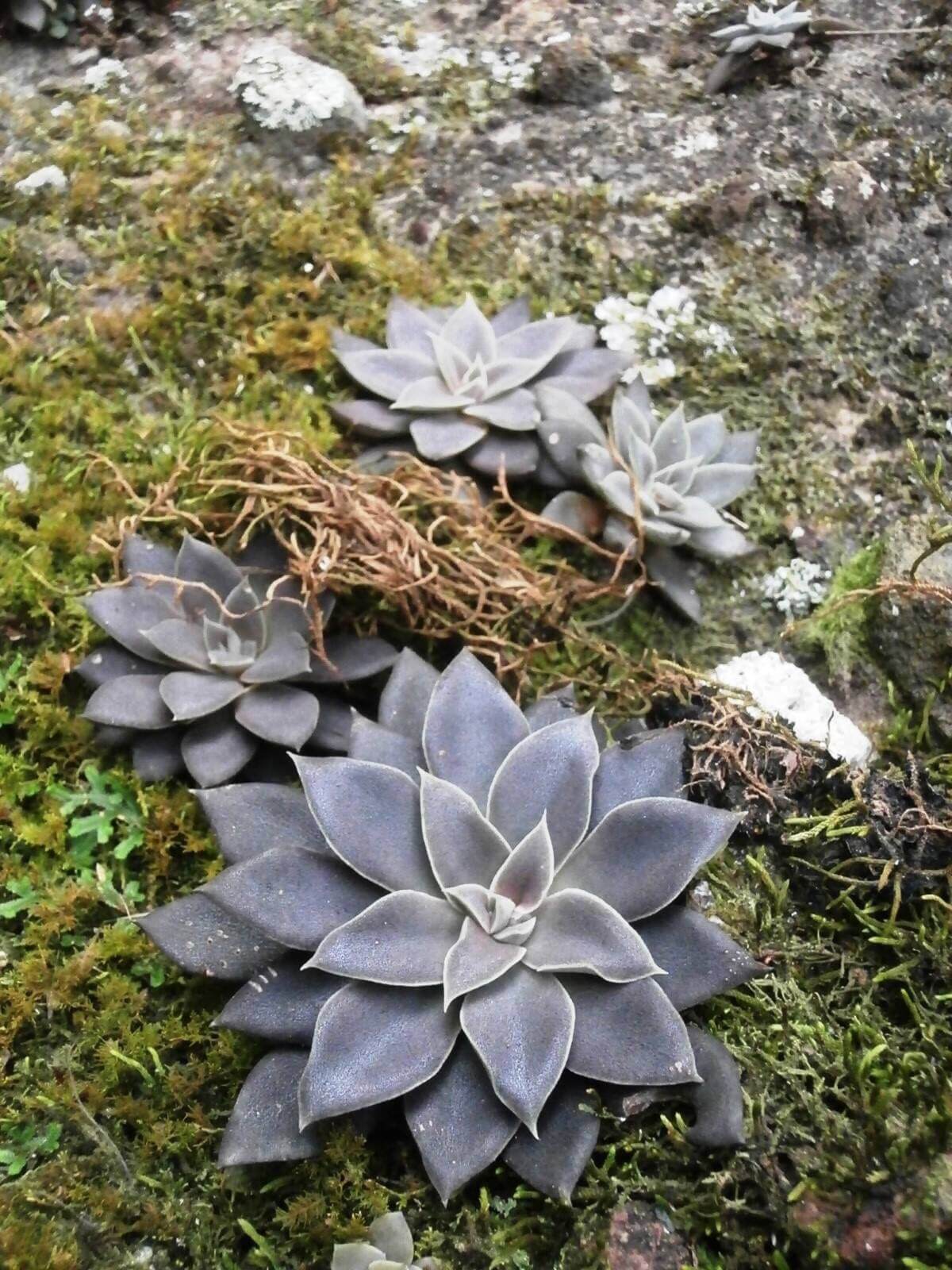 Echeveria carnicolor